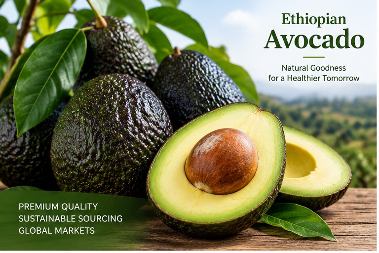 Ethiopian Avocado